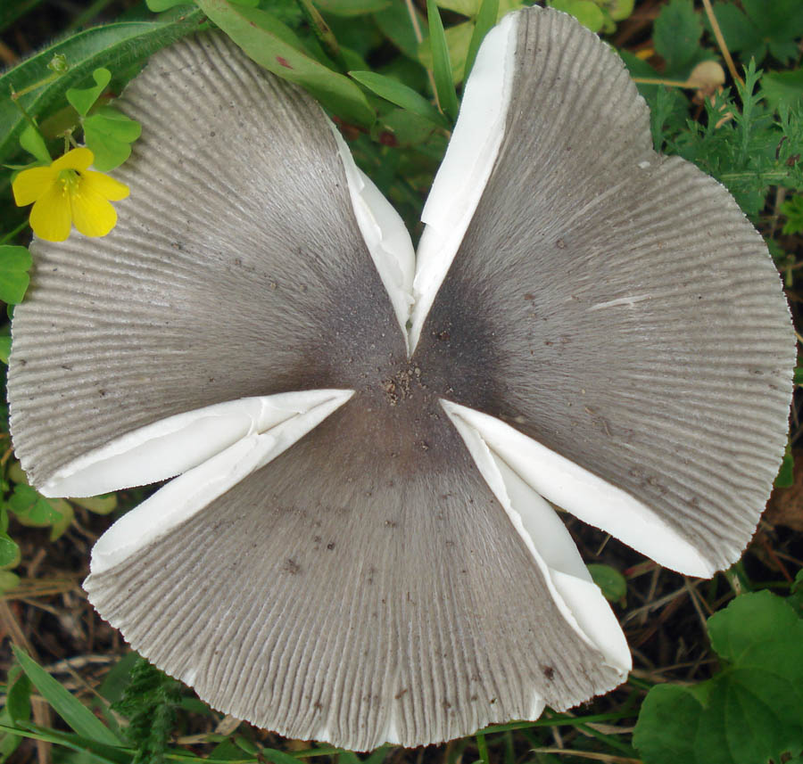 Amanita rooseveltensis   