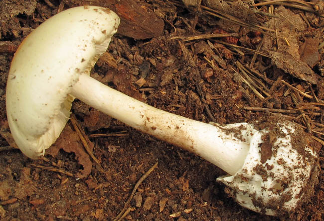 Amanita helmettensis  