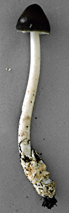 Amanita sp-N27, Univ. Maine, Orono, Penobscot Co., Maine, U.S.A.   (RET 030-5)