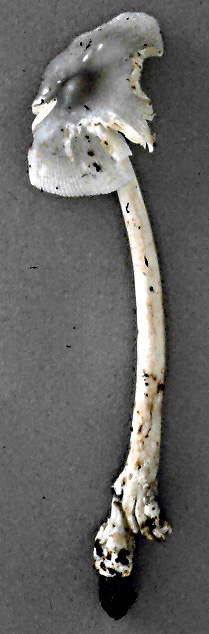 Amanita sp-N28, Univ. Maine, Orono, Penobscot Co., Maine, U.S.A.