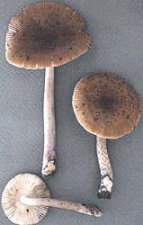 Amanita xanthomitra, Shark R. Co. Pk., Monmouth Co., New Jersey, U.S.A.  (RET 180-7)