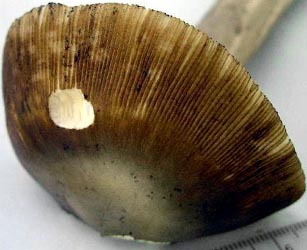 Amanita sp-N09, Oakmoss Mycol. Preserve, Lebanon, Hunterdon Co., New Jersey, U.S.A.
