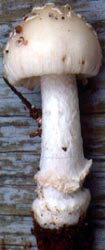 Amanita cremeosorora, Meadowoods Twp. Pk., Mendham, Morris Co., New Jersey, U.S.A.  (RET 045-6)