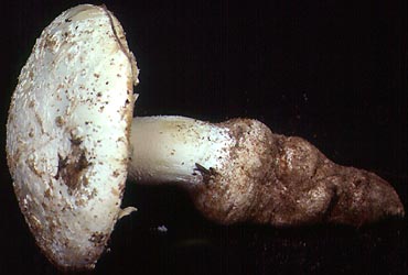 Amanita subsolitaria, specimen with granular warts on pileus, Middlesex Co., New Jersey, U.S.A.