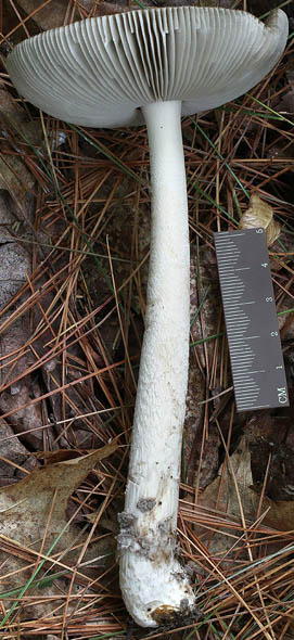 Amanita texasorora, mature specimen, Maine, U.S.A.  in herb. L. V. Kudzma