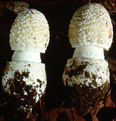 Amanita velatipes, Meadowood Twp. Pk., Mendham, Morris Co., New Jersey, U.S.A.  (RET 008-5)