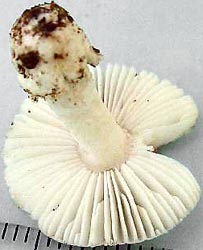 Amanita virginiana, Hunterdon Co., New Jersey, U.S.A.  (RET 408-4)